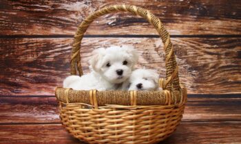 maltese toy