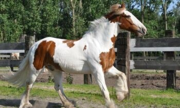 cavallo cob