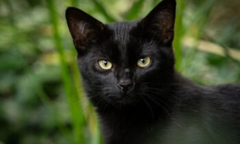 nomi per gatti neri