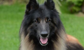 cane da pastore belga