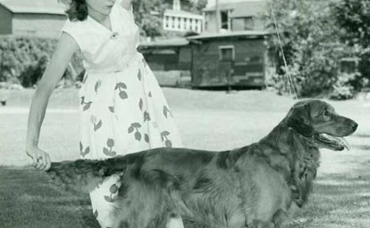 tweed water spaniel