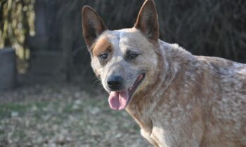 cattle dog