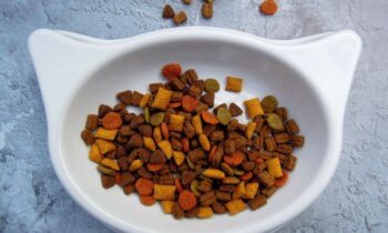 cibo secco gatto