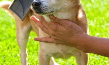 spazzola cane