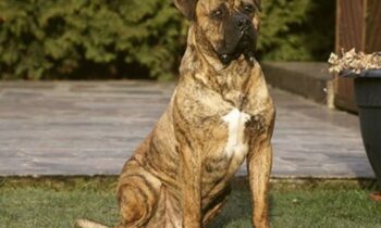 razze di cani spagnoli