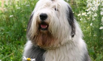 razza bobtail