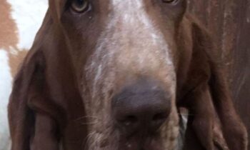 bracco
