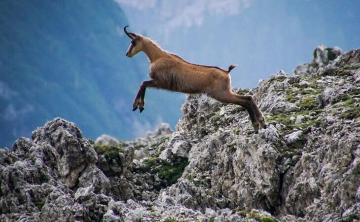 capra camosciata delle alpi