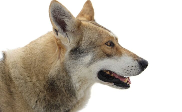 cane lupo di saarloos