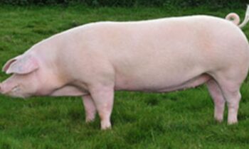 landrace danese