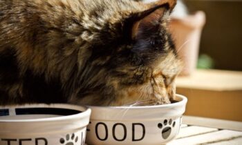 monoproteico gatto