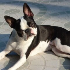boston terrier prezzo
