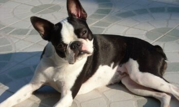 boston terrier prezzo