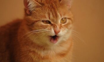 asma felina