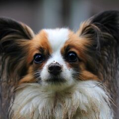 papillon cane