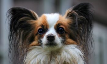 papillon cane