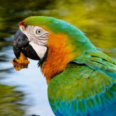 pappagallo amazzone