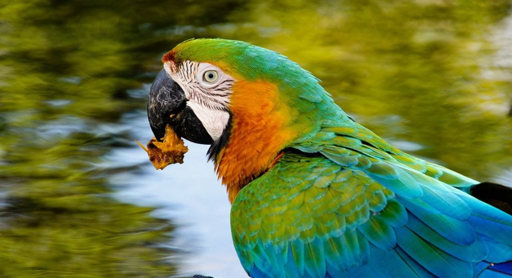 pappagallo amazzone