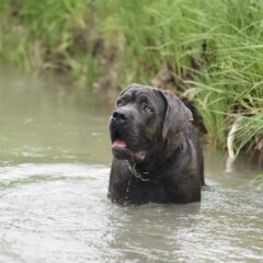 cani mastini napoletani
