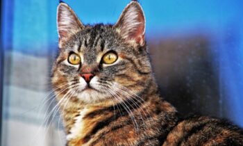 gatto