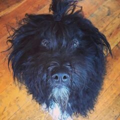 cane pastore bergamasco