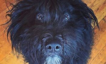 cane pastore bergamasco