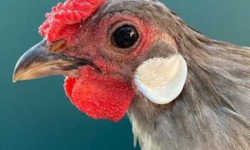 Polli Bantam o Rosecomb