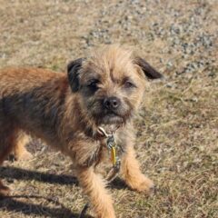 terrier cane razze