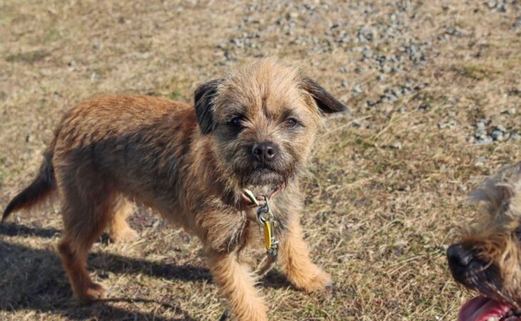 terrier cane razze