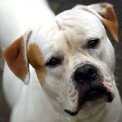 bulldog american