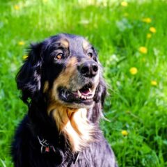 miglior cane da difesa
