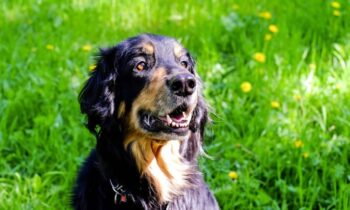 miglior cane da difesa