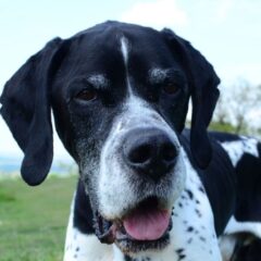 pointer cane