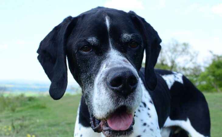 pointer cane