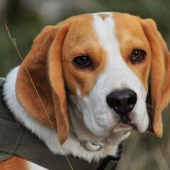 beagles