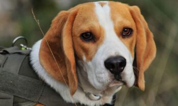 beagles