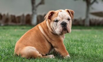 cane bulldog