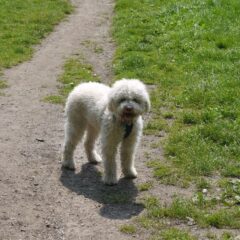 allevamento lagotto romagnolo