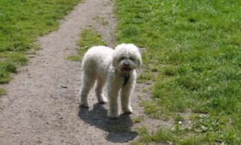allevamento lagotto romagnolo