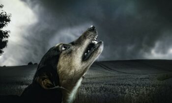 perchè i cani ululano