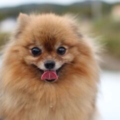 volpino di pomerania adulto