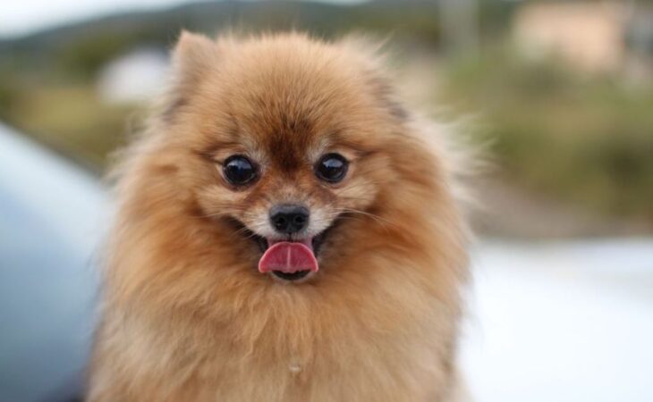 volpino di pomerania adulto