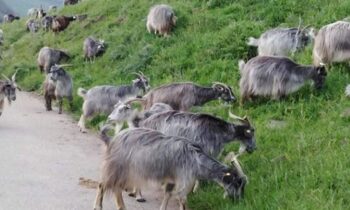 capra argentata dell'etna