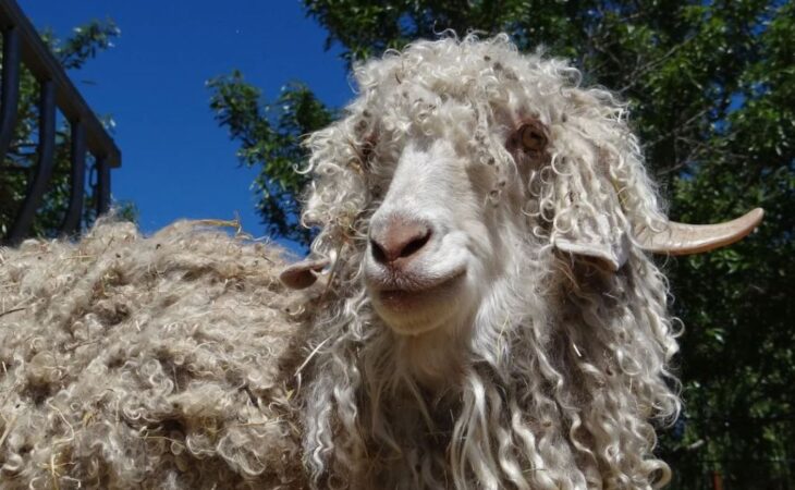 capre d'angora