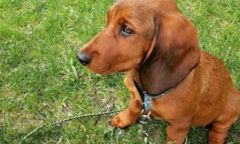 allevamento dachsbracke