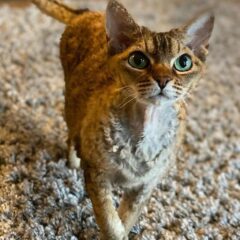 devon rex allevamenti