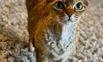 devon rex allevamenti