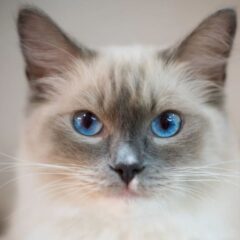 ragdolls gatto