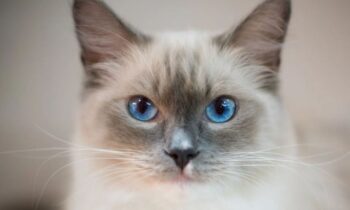ragdolls gatto