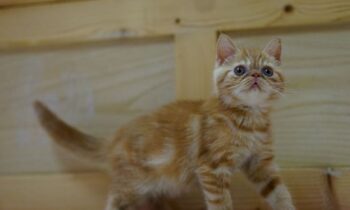 exotic shorthair allevamenti